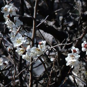 梅の花